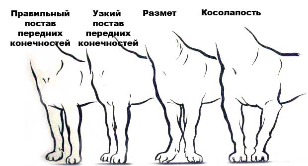 http://chihuaminidog.narod.ru/content/ch10.jpg